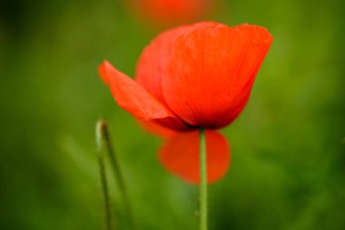 Makro çekim sıcak yaz günü alanında haşhaş çiçek