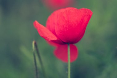 Makro çekim sıcak yaz günü alanında haşhaş çiçek