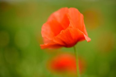 Makro çekim sıcak yaz günü alanında haşhaş çiçek