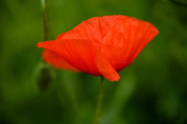 Makro çekim sıcak yaz günü alanında haşhaş çiçek
