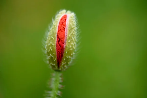 Makro Snímek Makový Květ Hřišti Teplém Letním Dni — Stock fotografie