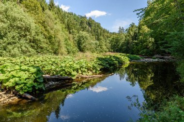 Wutach Gorge nehir ve şelaleler - blackforest, Almanya güzel manzara içinde yürüyüş