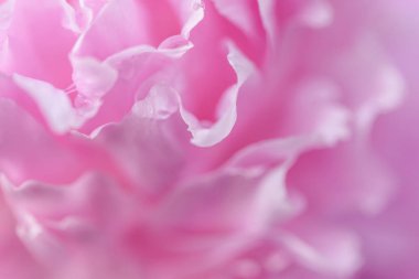 Çiçek çiçek - güzel renkler su damlaları