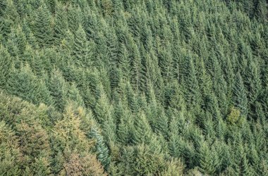 Köknar orman manzaralı yukarıda - orman güzel doğası