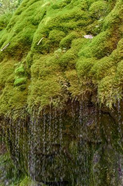 Wutach Gorge moos çim - nehirde ile blackforest Almanya güzel manzara içinde yürüyüş