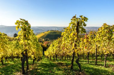 Üzüm bağları, Stuttgart - Almanya'nın güney güzel şarap bölgesi