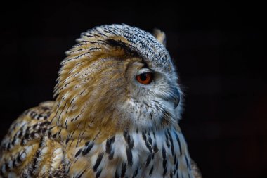 Avrasya kartal baykuş oturma güdük, yakın çekim, yaban hayatı fotoğraf (Bubo Bubo)