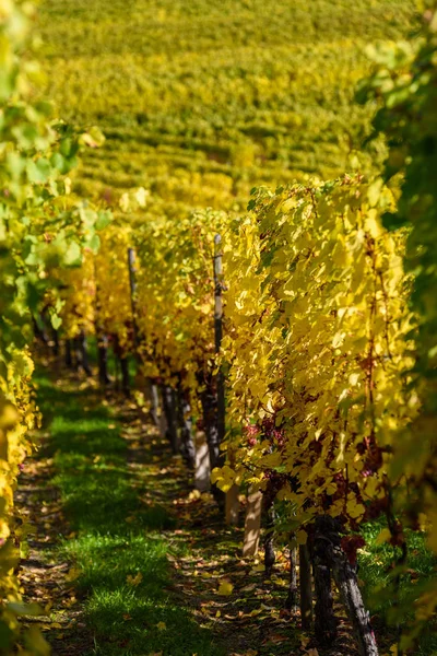 Wine Grape Harvest Season Vineyard — Stock Photo, Image