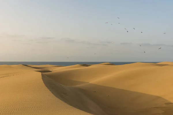 Deserto Bellissimo Paesaggio Con Dune Sabbia — Foto Stock