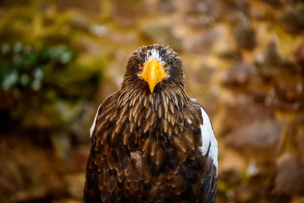 Портрет Коричневого Орла Красивая Дикая Природа — стоковое фото