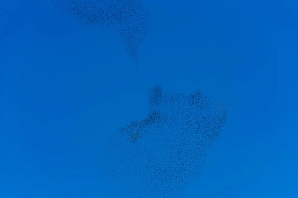 Flock  and swarm of birds - beautiful formations of flying birds