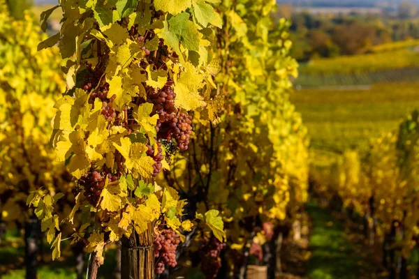 Wine Grape Harvest Season Vineyard — Stock Photo, Image