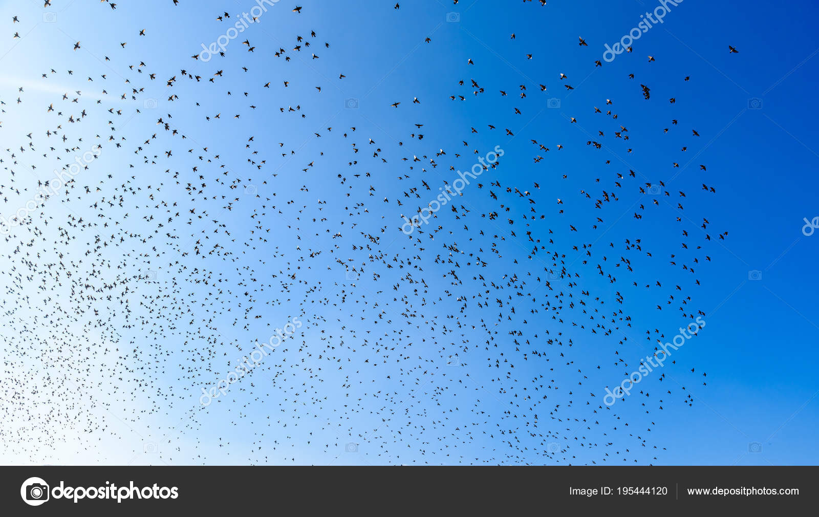 скворцы мурмурация. черное солнце дании. роение пчел. пчелиный рой фото. роение пчел.