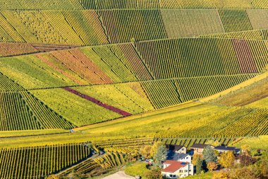 Üzüm bağları, Stuttgart - Almanya'nın güney güzel şarap bölgesi