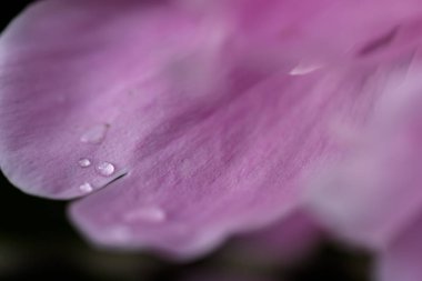 Çiçek çiçek - güzel renkler su damlaları