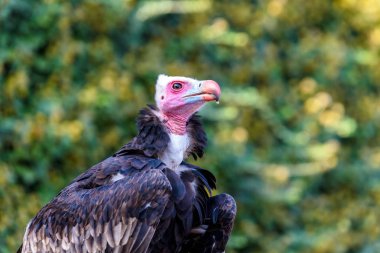 Portrait of vulture - beautiful wildlife bird clipart