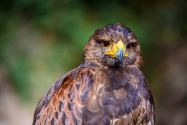 golden eagle portresi