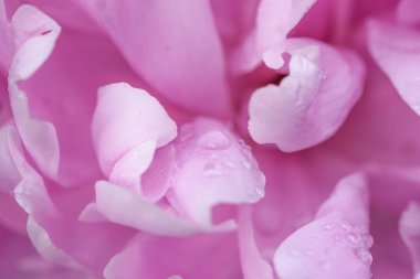 Çiçek çiçek - güzel renkler su damlaları