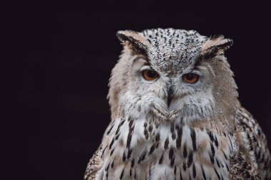 Avrasya kartal baykuş oturma güdük, yakın çekim, yaban hayatı fotoğraf (Bubo Bubo)