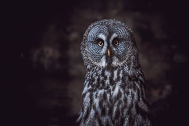 Büyük gri baykuş (Ayrıca sarımsı kahverengi akbaba, bilim. Strix nebulosa) bir baykuş büyük baykuş familyasıdır. Güzel yaban hayatı.