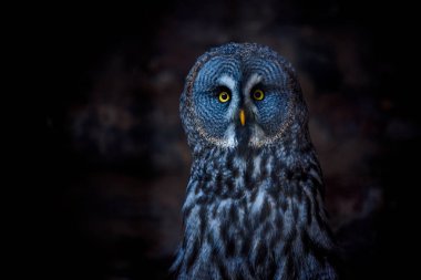 Büyük gri baykuş (Ayrıca sarımsı kahverengi akbaba, bilim. Strix nebulosa) bir baykuş büyük baykuş familyasıdır. Güzel yaban hayatı.