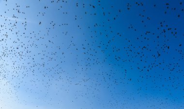 Uçan kuş sürüsü - beraberlik hayvanların