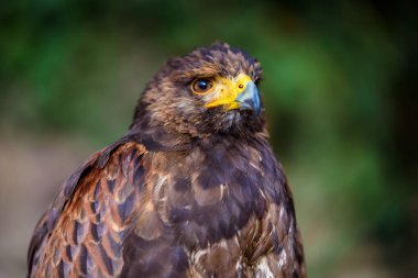 golden eagle portresi