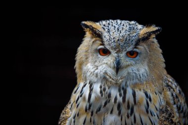 Avrasya kartal baykuş oturma güdük, yakın çekim, yaban hayatı fotoğraf (Bubo Bubo)