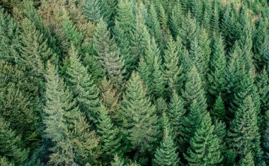 Köknar orman manzaralı yukarıda - orman güzel doğası