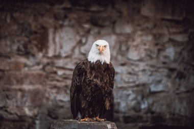 Güzel kel kartal (lat. haliaeetus leucocephalus) - güzel yaban hayatı