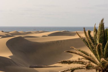 Çöl kumulları Gran Canaria, İspanya ile