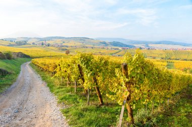 Mittelbergheim ve Andlau, Alsace, Fransa - Europe bir bölgede küçük bir köyde, üzüm bağları