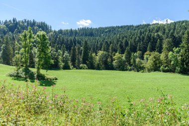 Wutach Gorge nehir ve şelaleler - blackforest, Almanya güzel manzara içinde yürüyüş