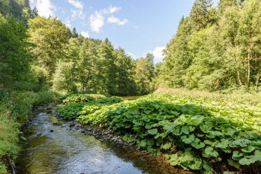 Wutach Gorge nehir ve şelaleler - blackforest, Almanya güzel manzara içinde yürüyüş