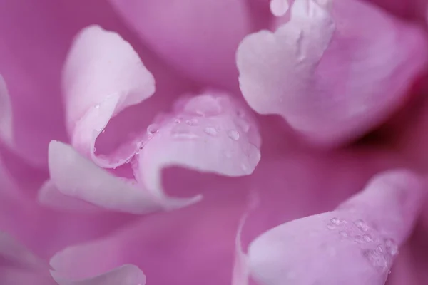 Вода Падає Квітковий Цвіт Красиві Кольори — стокове фото