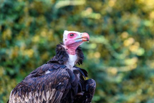 Portret Van Gier Mooie Wildlife Vogel — Stockfoto