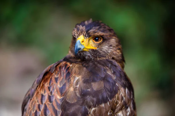 Portret Van Golden Eagle — Stockfoto