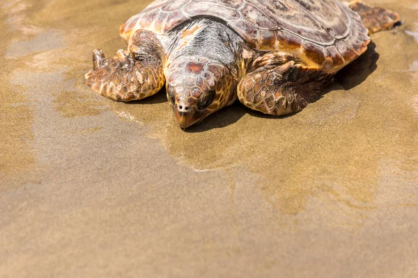 Tortuga Bebé Con Madre Playa —  Fotos de Stock