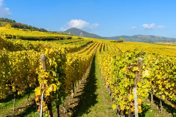 Viñedos Alsacia Cerca Pequeña Aldea Hunawihr Francia — Foto de Stock