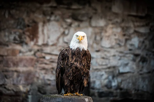 Beautiful Bald Eagle Lat Haliaeetus Leucocephalus Beautiful Wildlife — Stock Photo, Image