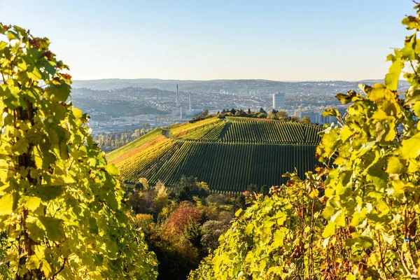 Viñedos Stuttgart Hermosa Región Vinícola Sur Alemania — Foto de Stock