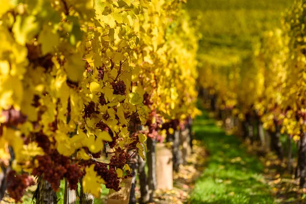 Uva Vino Temporada Vendimia Viñedo — Foto de Stock