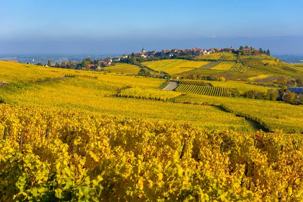 Güzel sonbahar manzara Riquewihr, Alsace, Fransa - Europe tarihi köyü yakınlarında üzüm bağları ile. Renkli seyahat ve şarap yapma arka plan. Tatil için seyahat hedef.