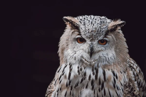 Chouette Aigle Eurasie Bubo Bubo Assise Sur Souche Gros Plan — Photo