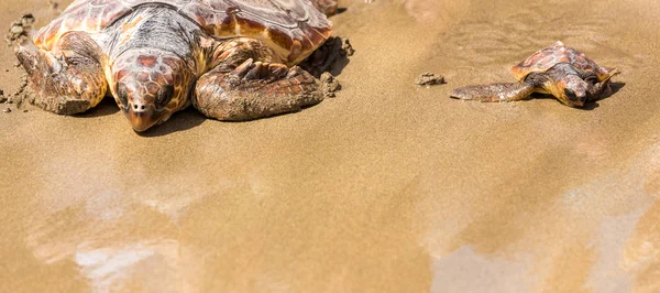 Bebê Tartaruga Com Mãe Praia — Fotografia de Stock