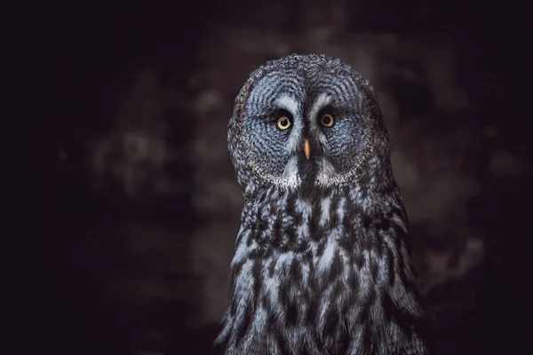 Great Grey Owl Também Vulture Tawny Science Strix Nebulosa Uma — Fotografia de Stock