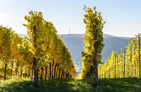 Viñedos Stuttgart Hermosa Región Vinícola Sur Alemania — Foto de Stock