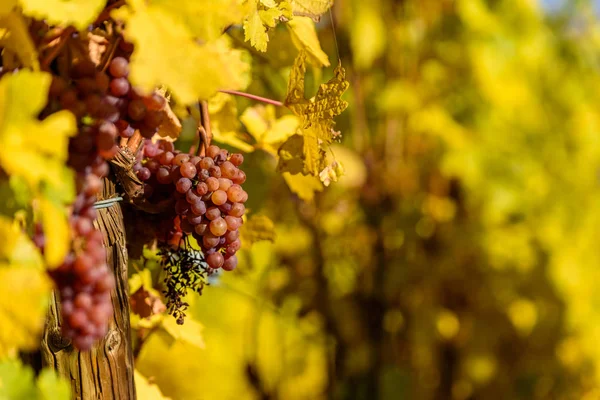 Uva Vino Temporada Vendimia Viñedo — Foto de Stock