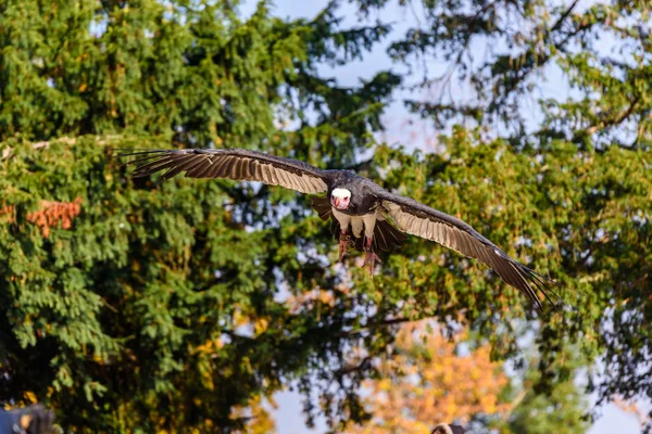 Portrait Vulture Beautiful Wildlife Bird — Stock Photo, Image