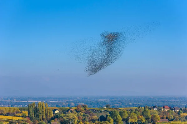 stock image Flock  and swarm of birds - beautiful formations of flying birds